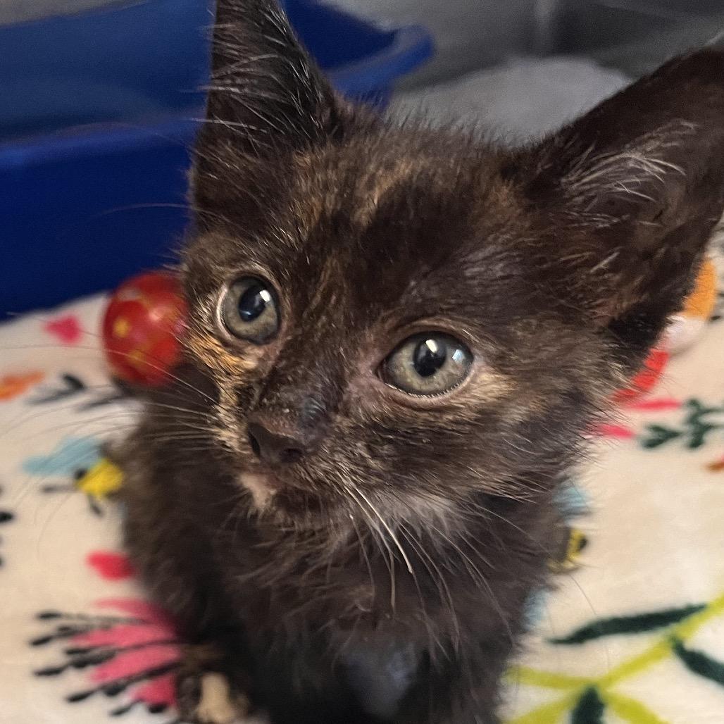 Enlarge Pinto, a Adoptable Domestic Medium Hair in Clarksville, AR image 4/5