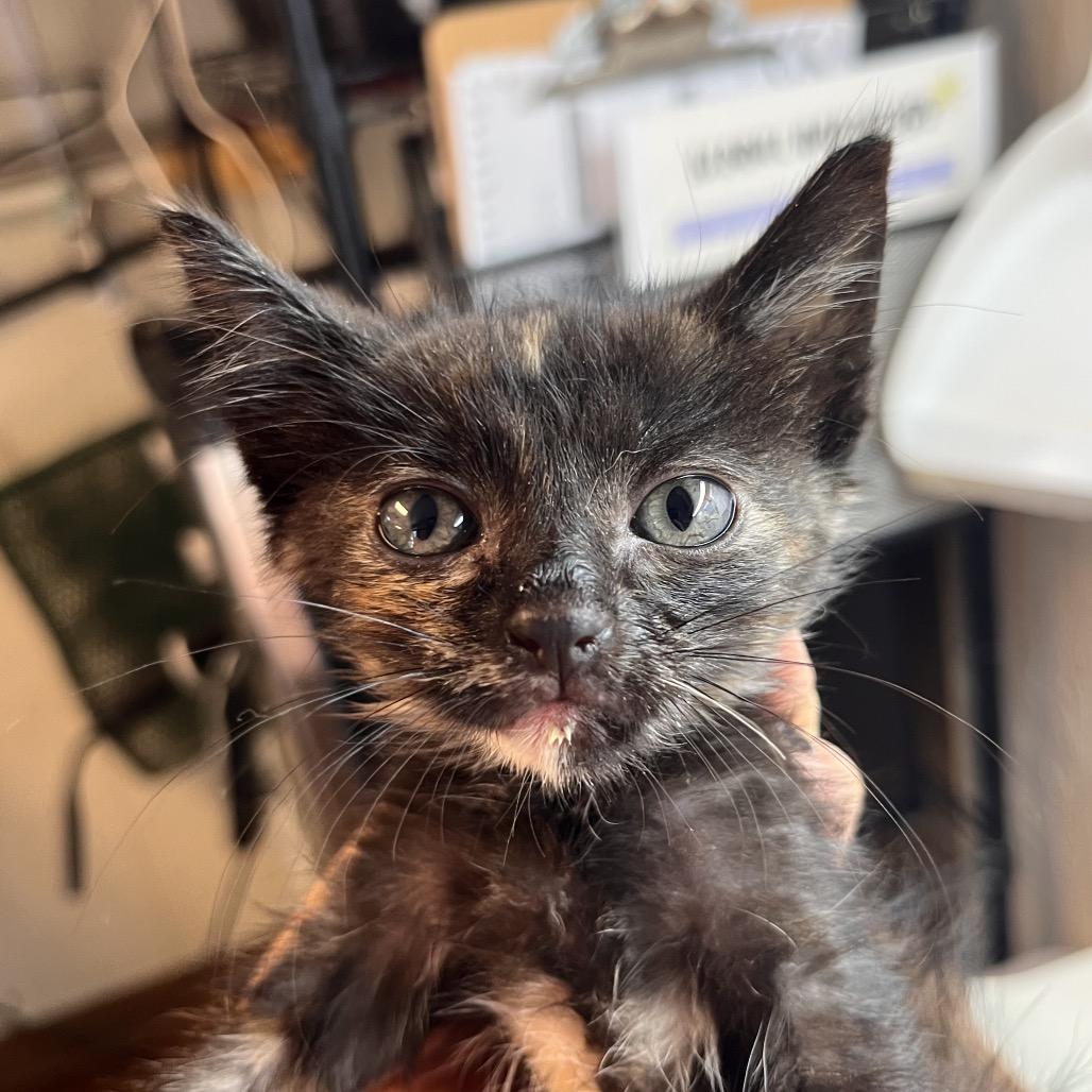 Enlarge Pinto, a Adoptable Domestic Medium Hair in Clarksville, AR image 5/5