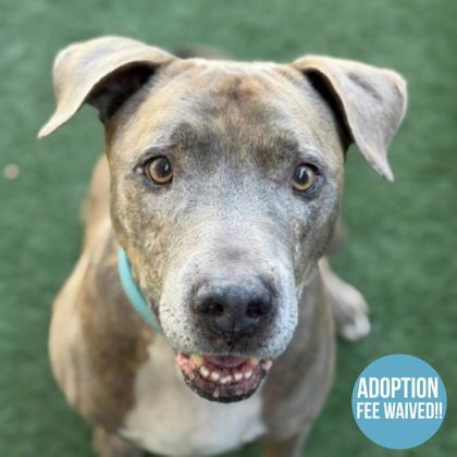 Enlarge Boomer, a Adoptable mixed breed in Sacramento, CA image 1/2