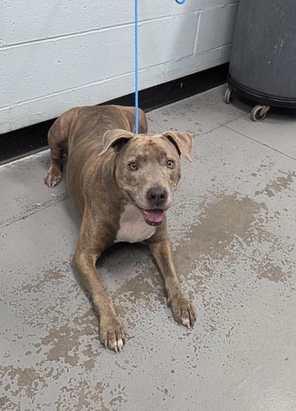 Enlarge Boomer, a Adoptable mixed breed in Sacramento, CA image 2/2