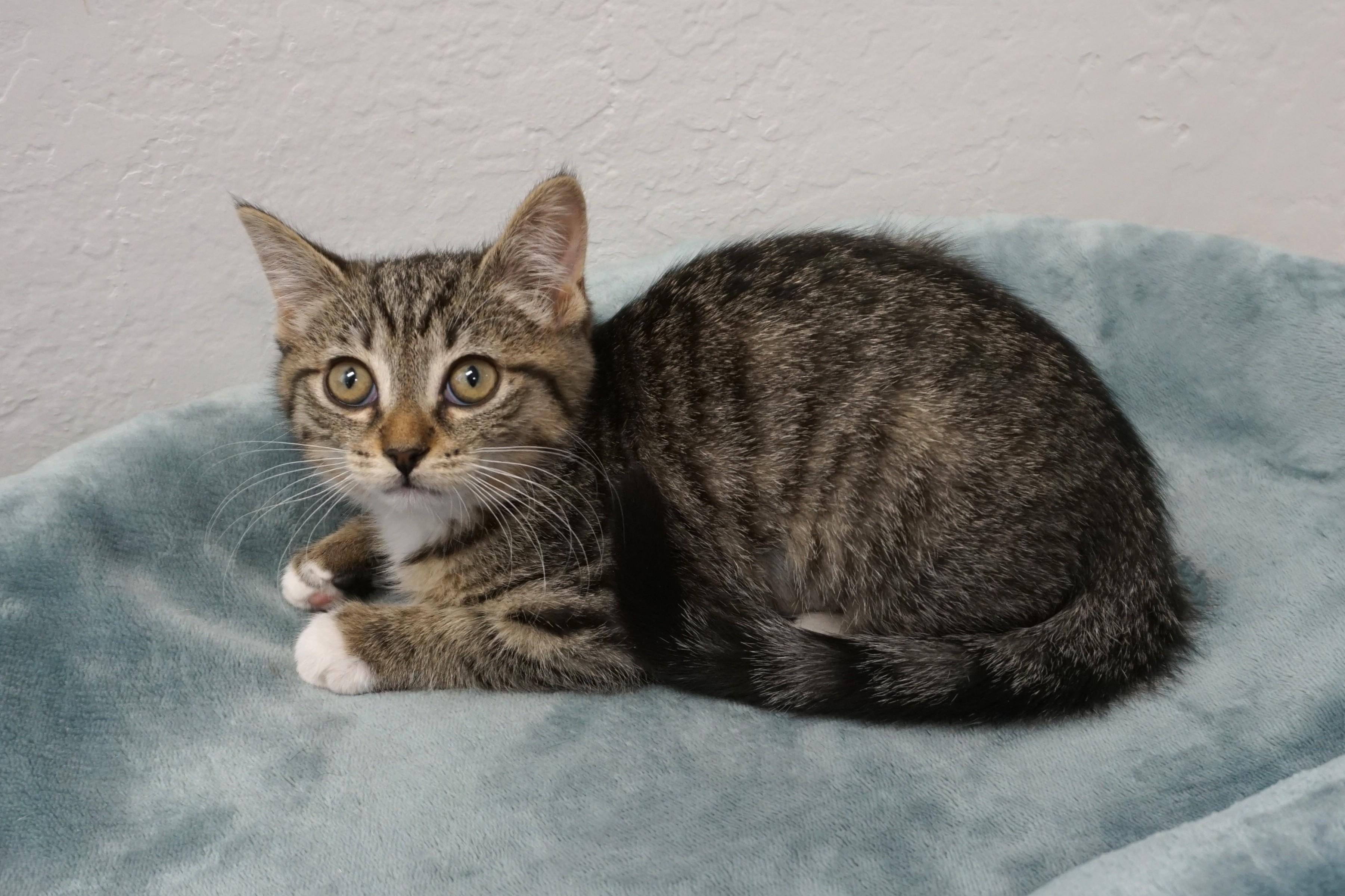 Enlarge Prickly Pear, an adopted Domestic Short Hair in Fountain Hills, AZ image 2/4