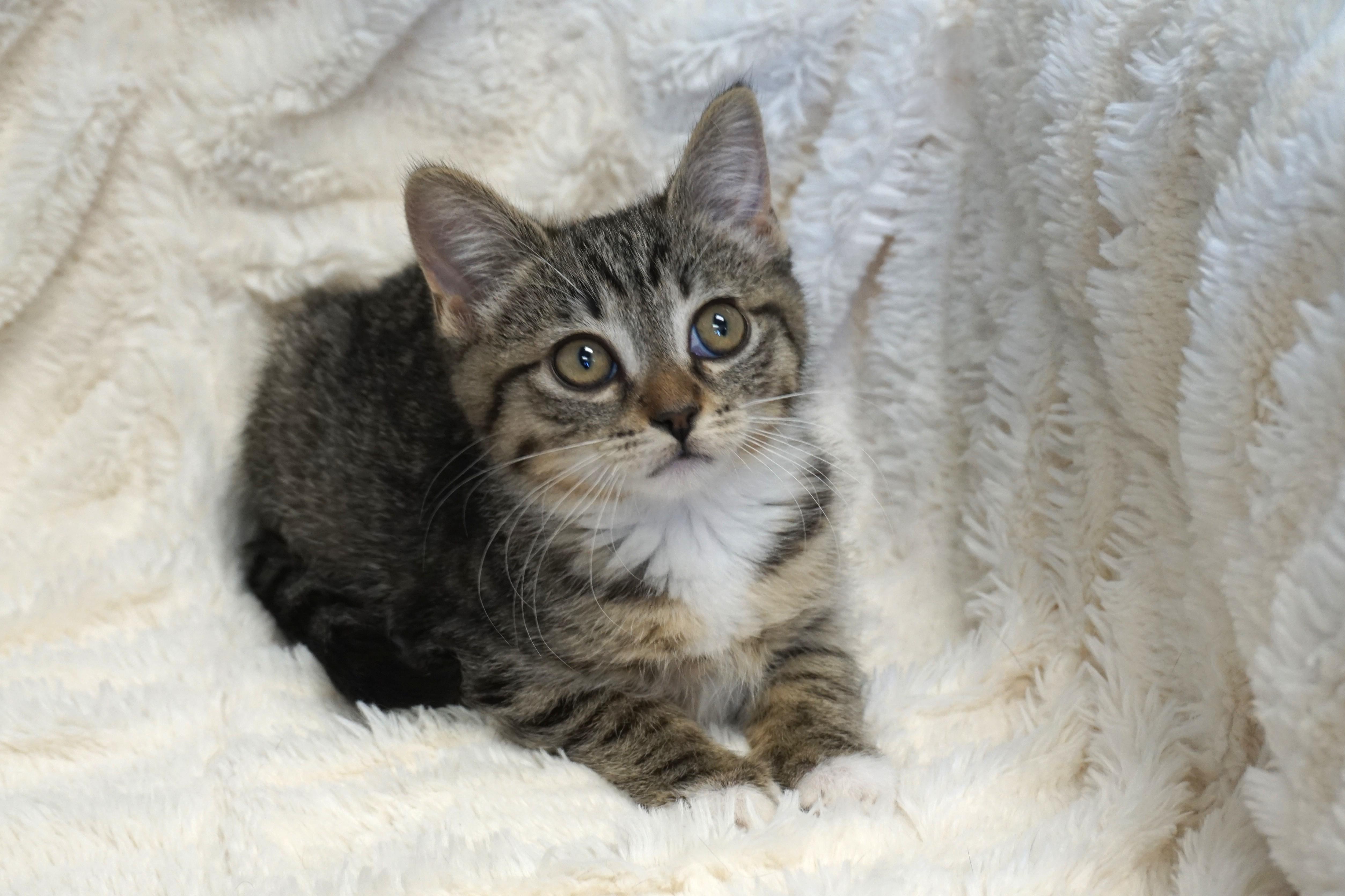 Prickly Pear, adopted, Kitten Female Domestic Short Hair.