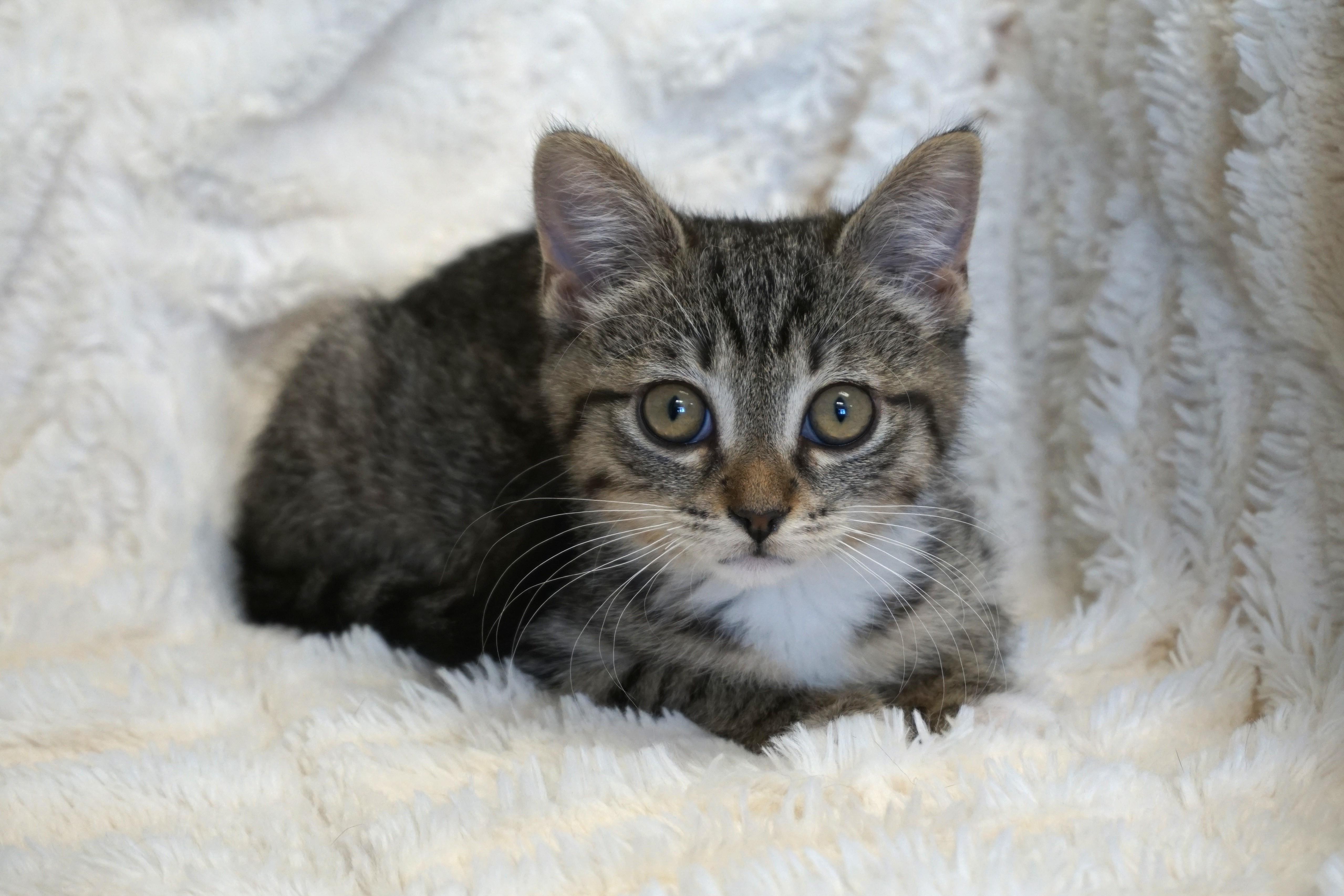 Enlarge Prickly Pear, an adopted Domestic Short Hair in Fountain Hills, AZ image 4/4