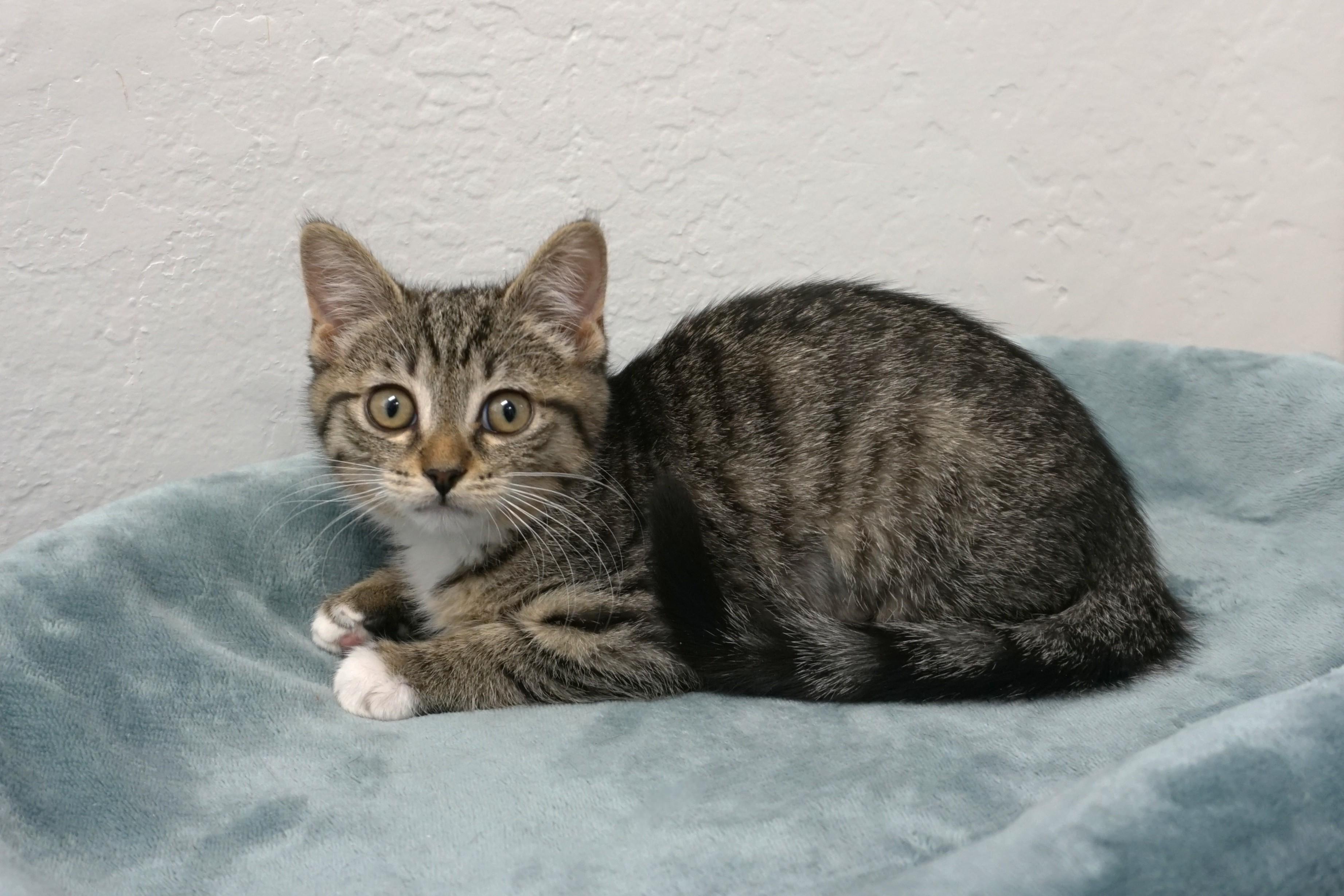 Enlarge Prickly Pear, an adopted Domestic Short Hair in Fountain Hills, AZ image 3/4