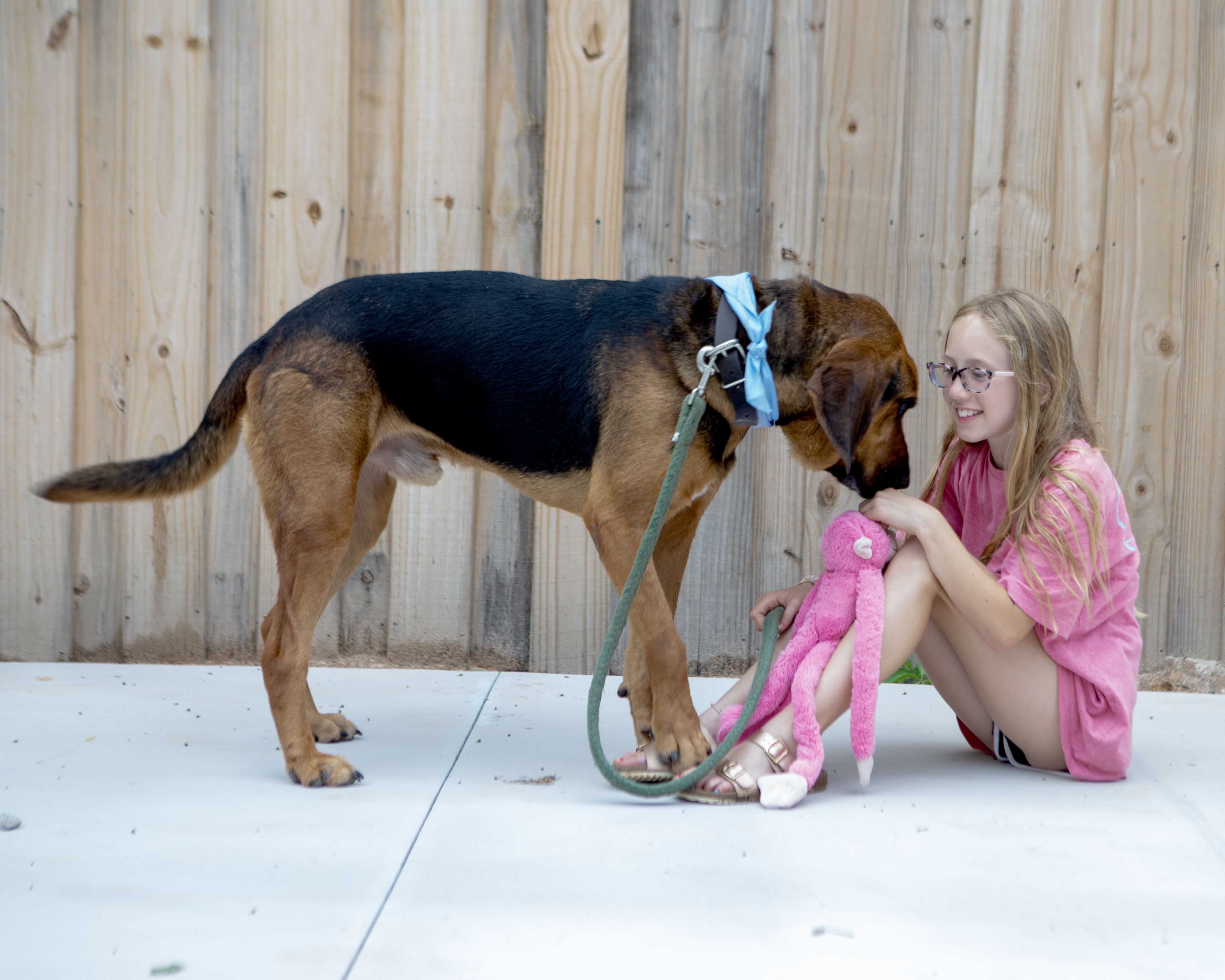 Fred, Adoptable, Adult Male Bloodhound.