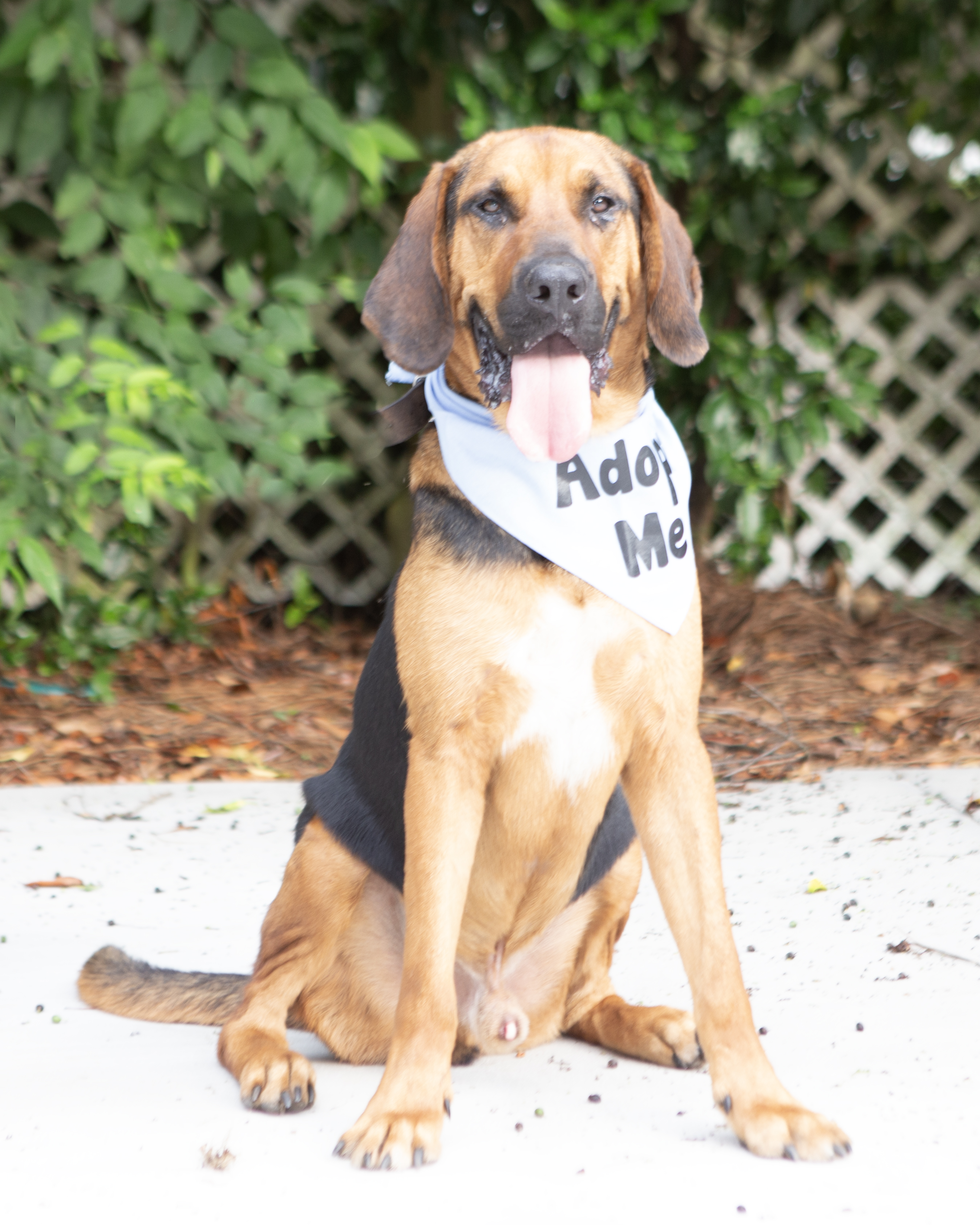 Enlarge Fred, a Adoptable mixed breed in Elloree, SC image 3/4