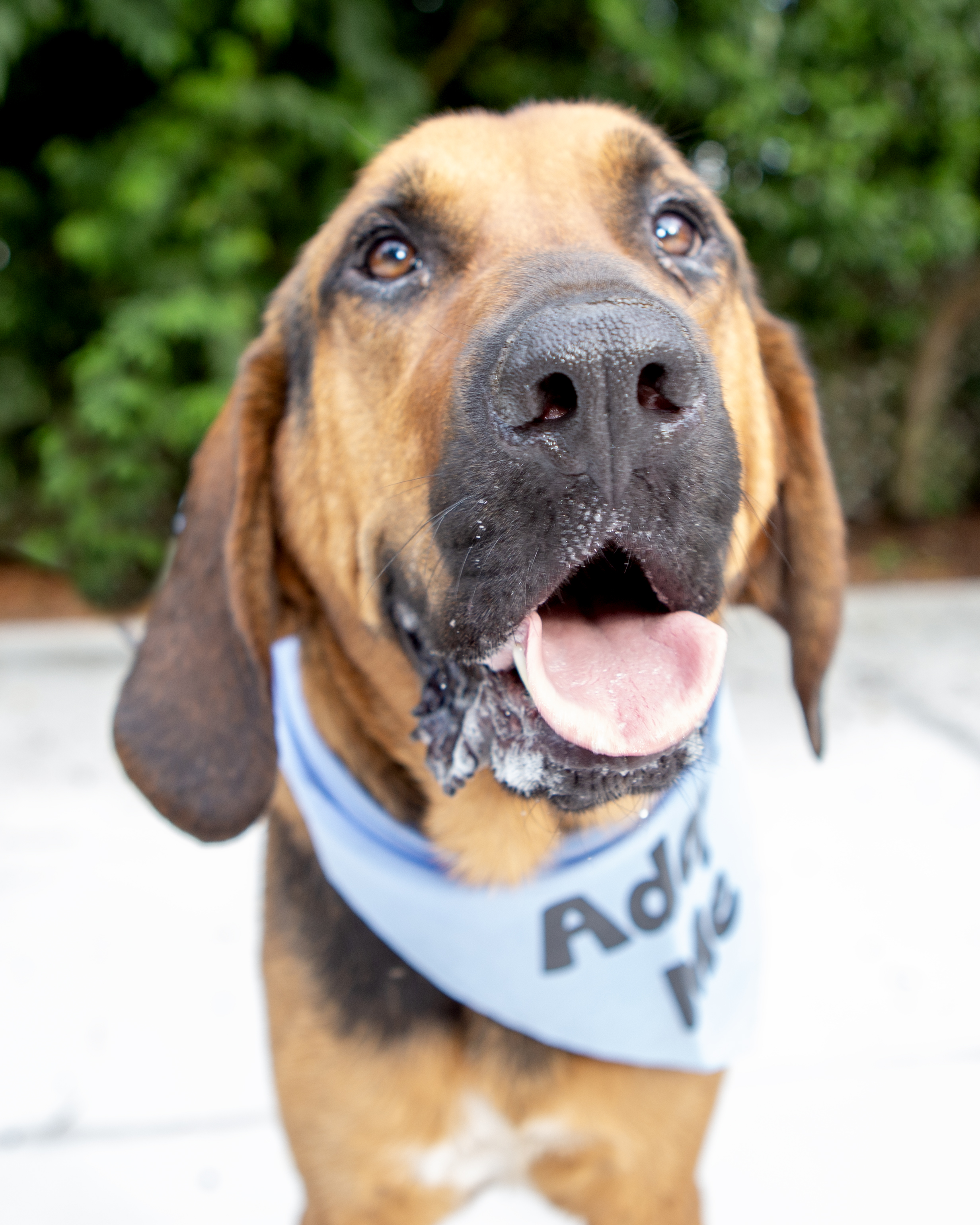 Enlarge Fred, a Adoptable mixed breed in Elloree, SC image 4/4
