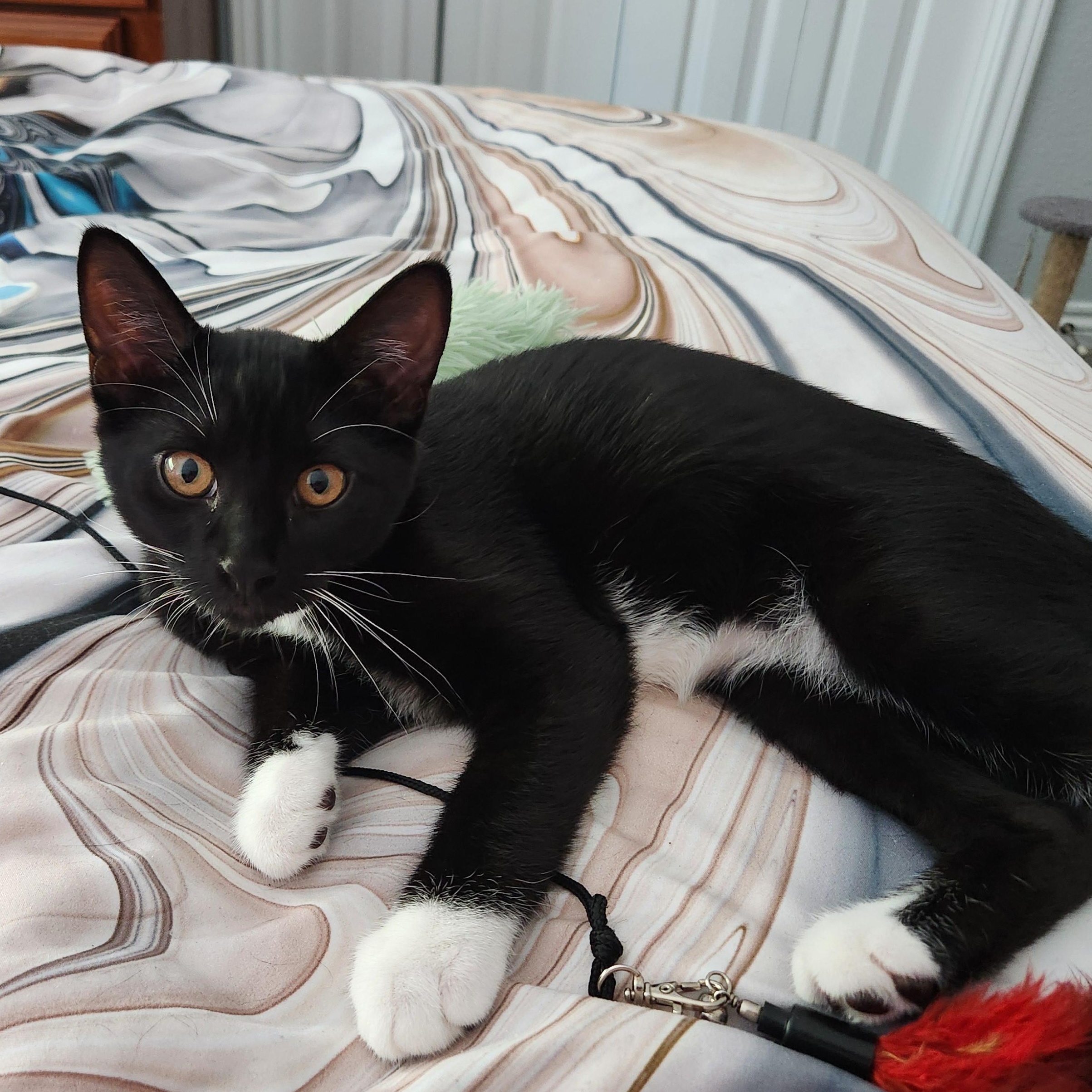 Enlarge Tim Tam, a Adoptable Domestic Short Hair in Longmont, CO image 1/1