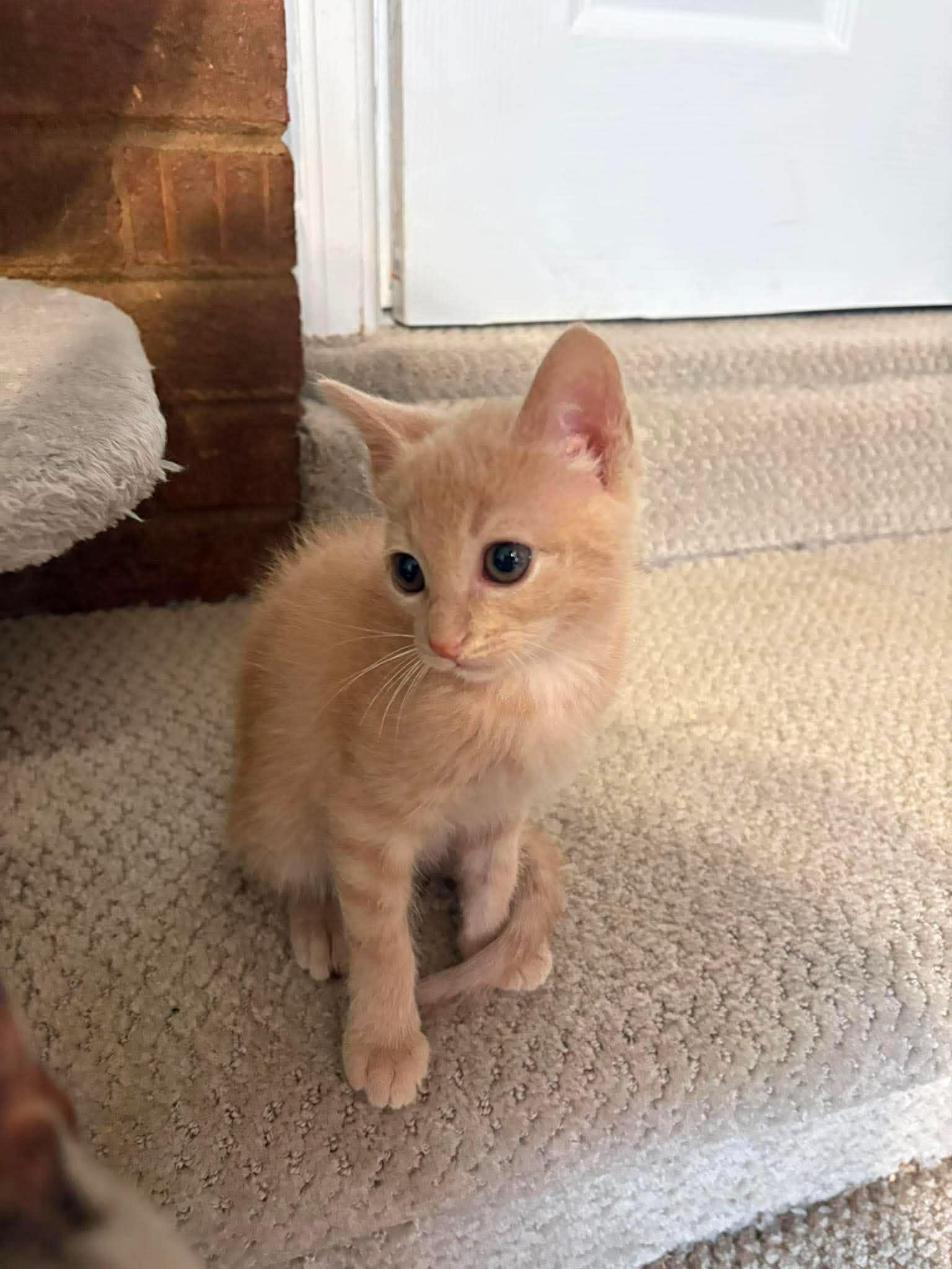 Cash, ADOPTABLE, Kitten Male Domestic Short Hair.