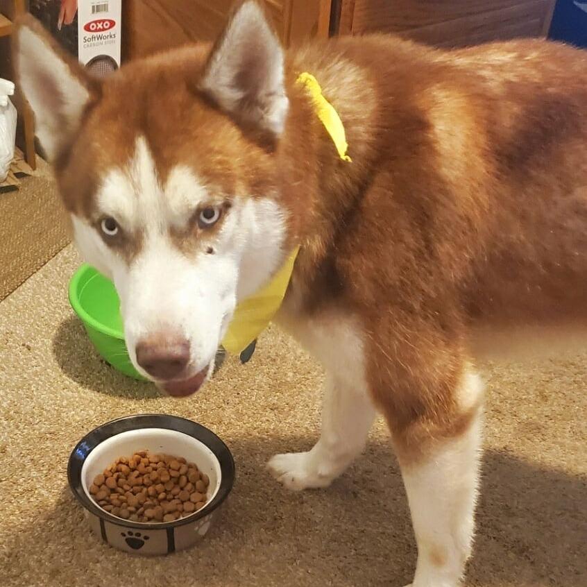 Lee, Adoptable, Adult Male Siberian Husky.