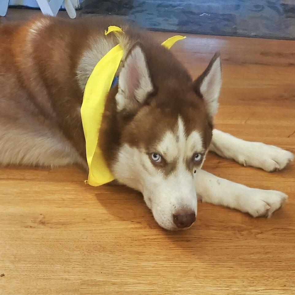 Lee, Adoptable, Adult Male Siberian Husky.