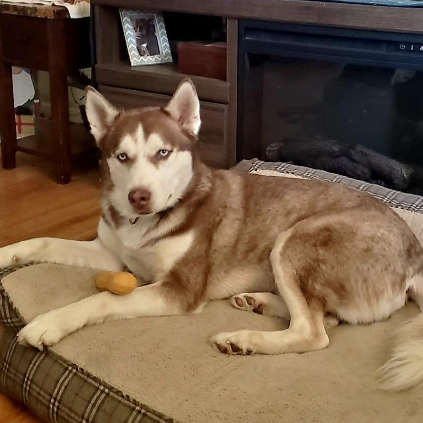Enlarge Lee, a Adoptable Siberian Husky in Overland Park, KS image 2/6
