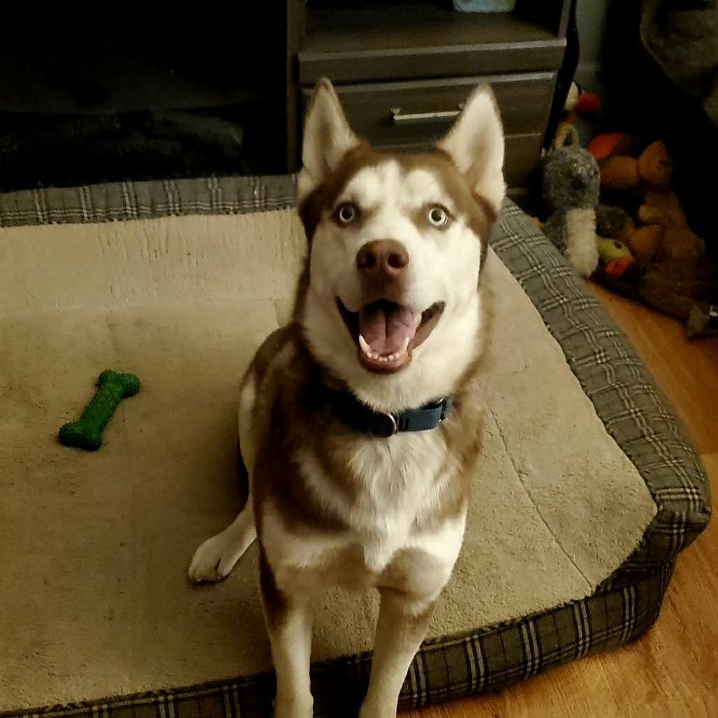 Enlarge Lee, a Adoptable Siberian Husky in Overland Park, KS image 4/6