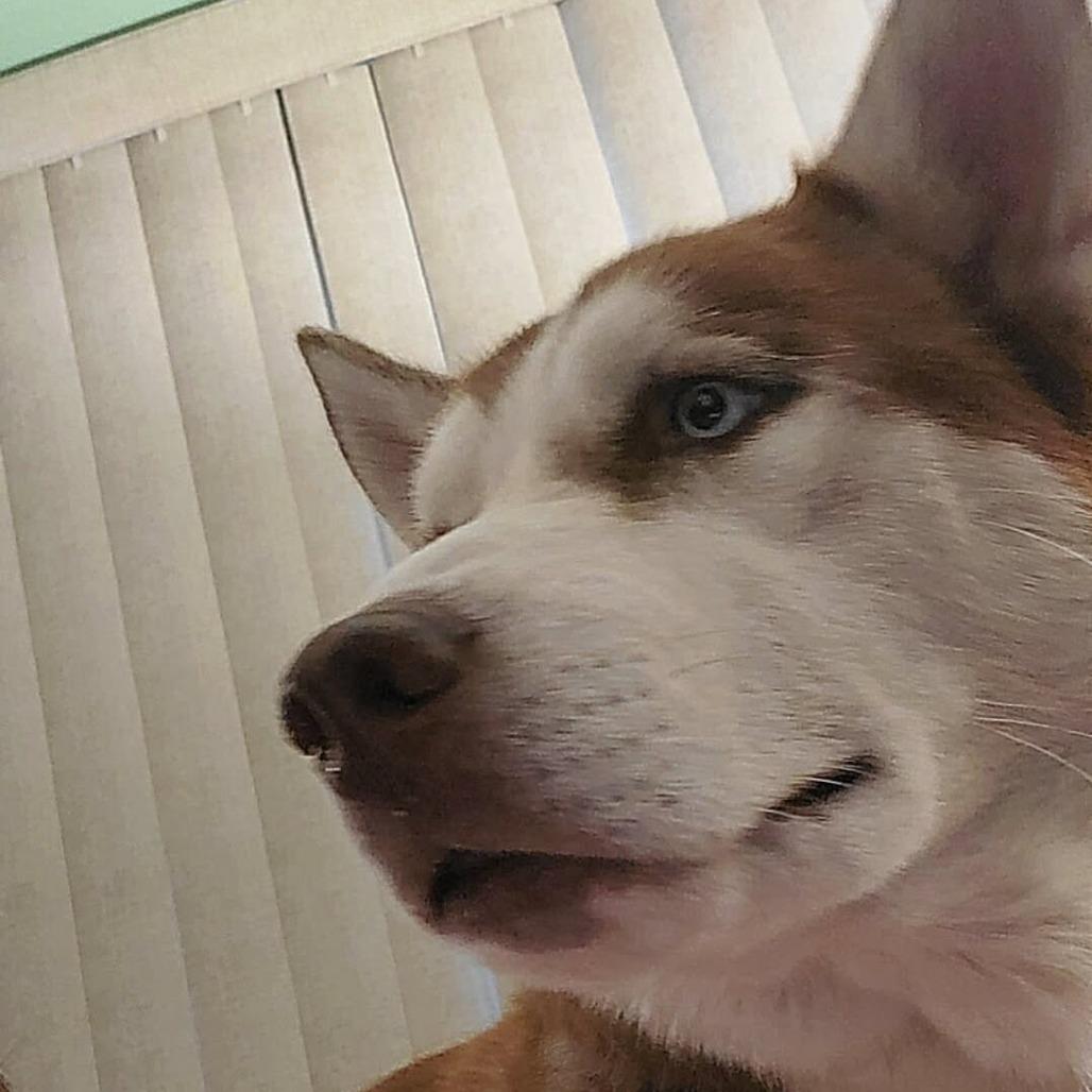 Enlarge Lee, a Adoptable Siberian Husky in Overland Park, KS image 5/6