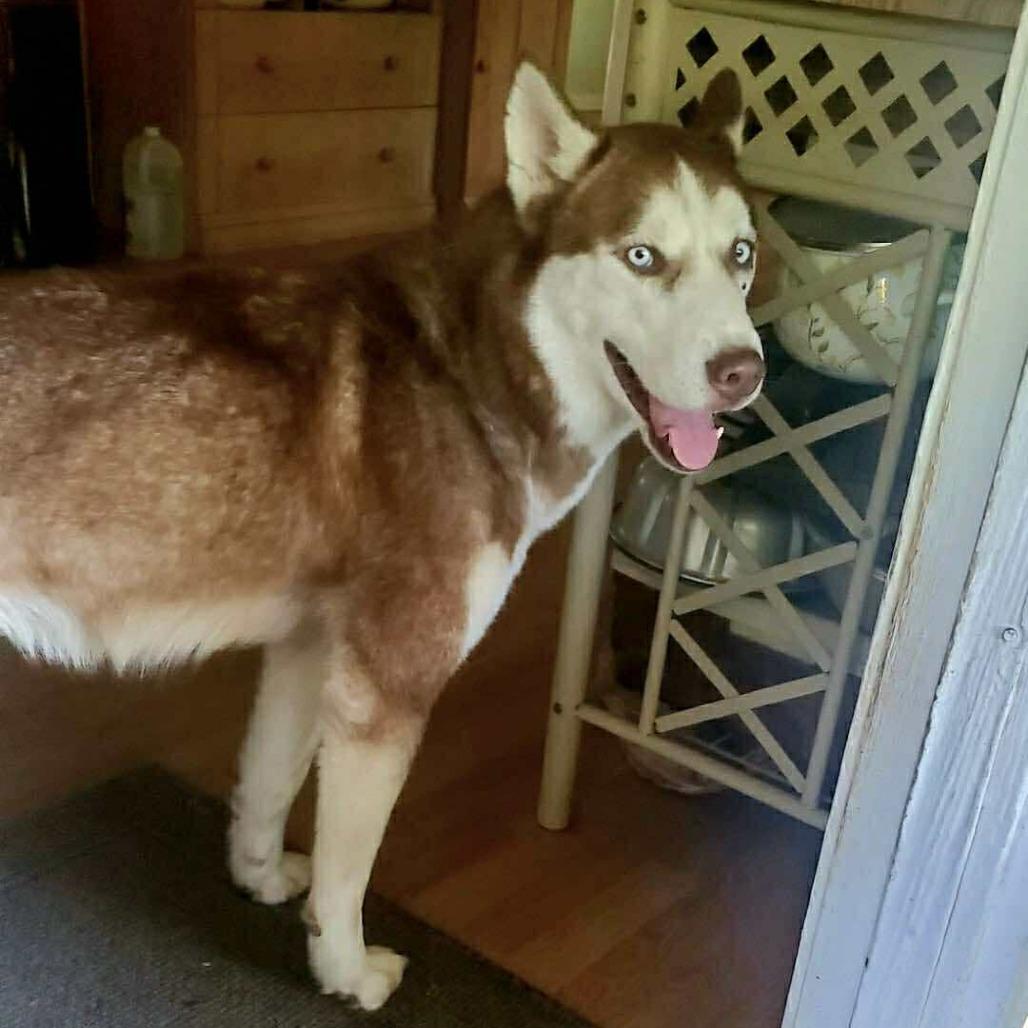 Enlarge Lee, a Adoptable Siberian Husky in Overland Park, KS image 6/6