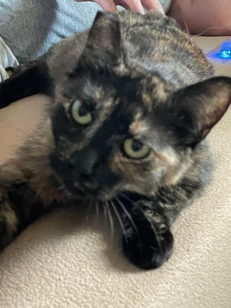 Josephine , a ADOPTABLE Domestic Short Hair in Gig Harbor, WA image 2/3