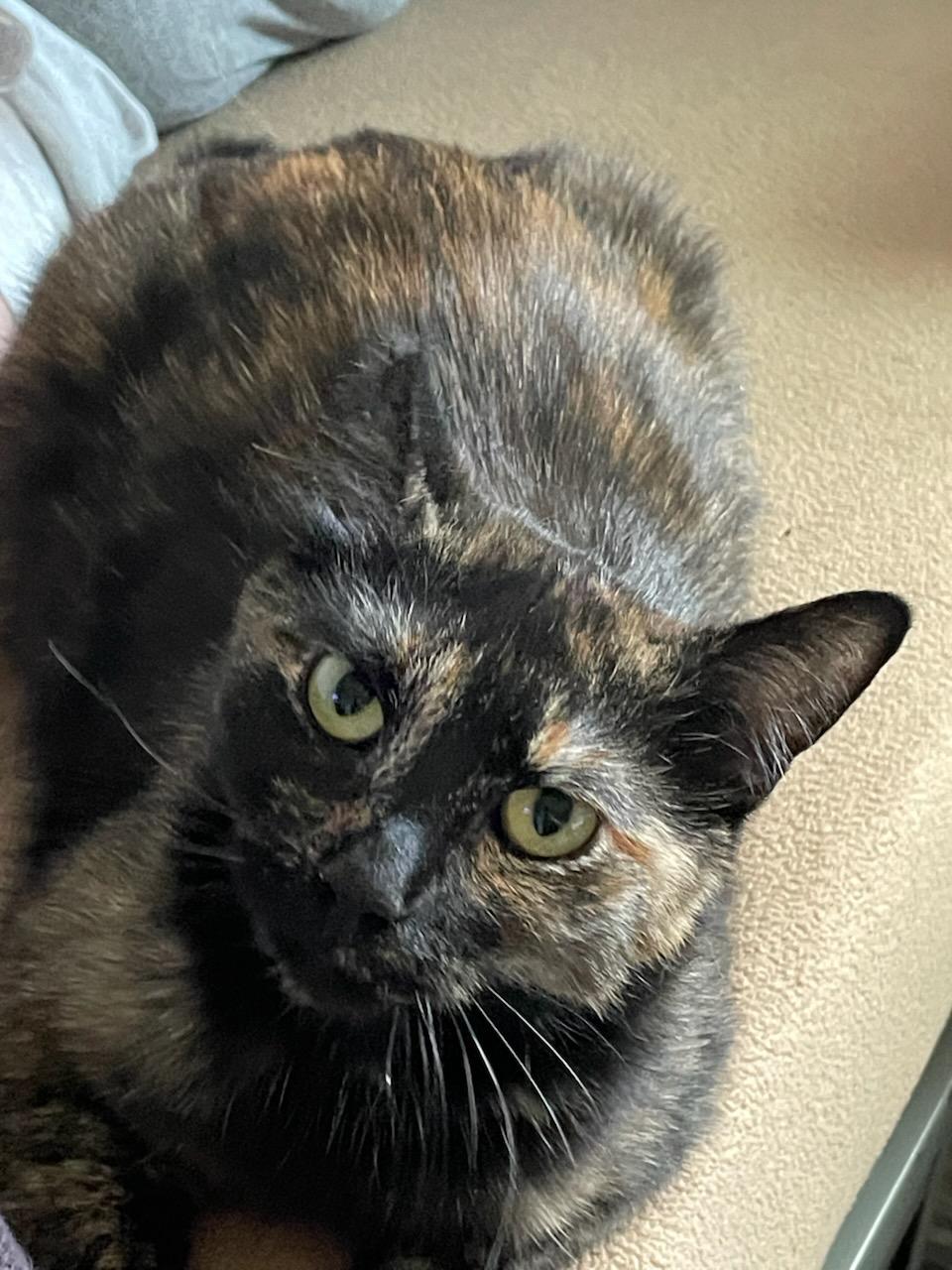 Josephine , a ADOPTABLE Domestic Short Hair in Gig Harbor, WA image 3/3