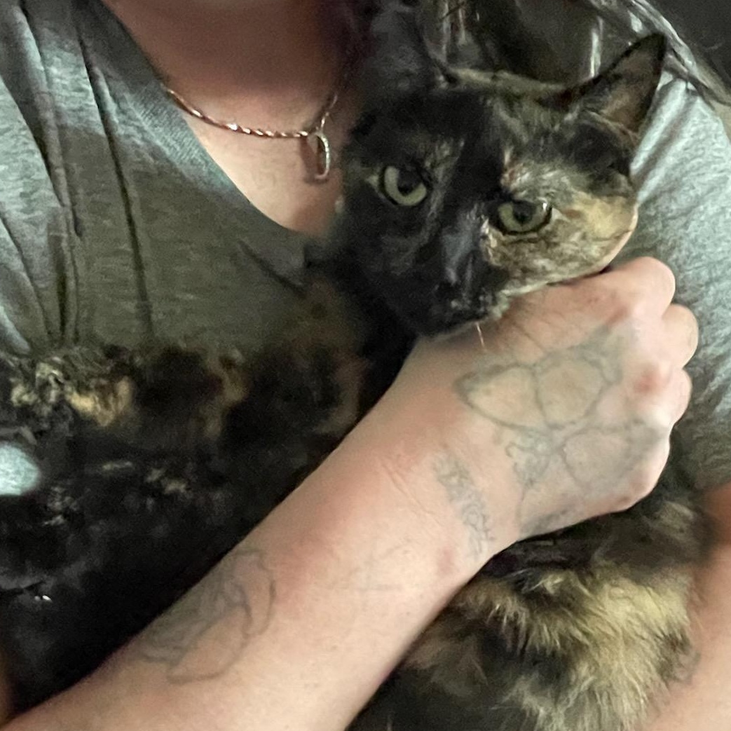 Josephine , ADOPTABLE, Adult Female Domestic Short Hair.