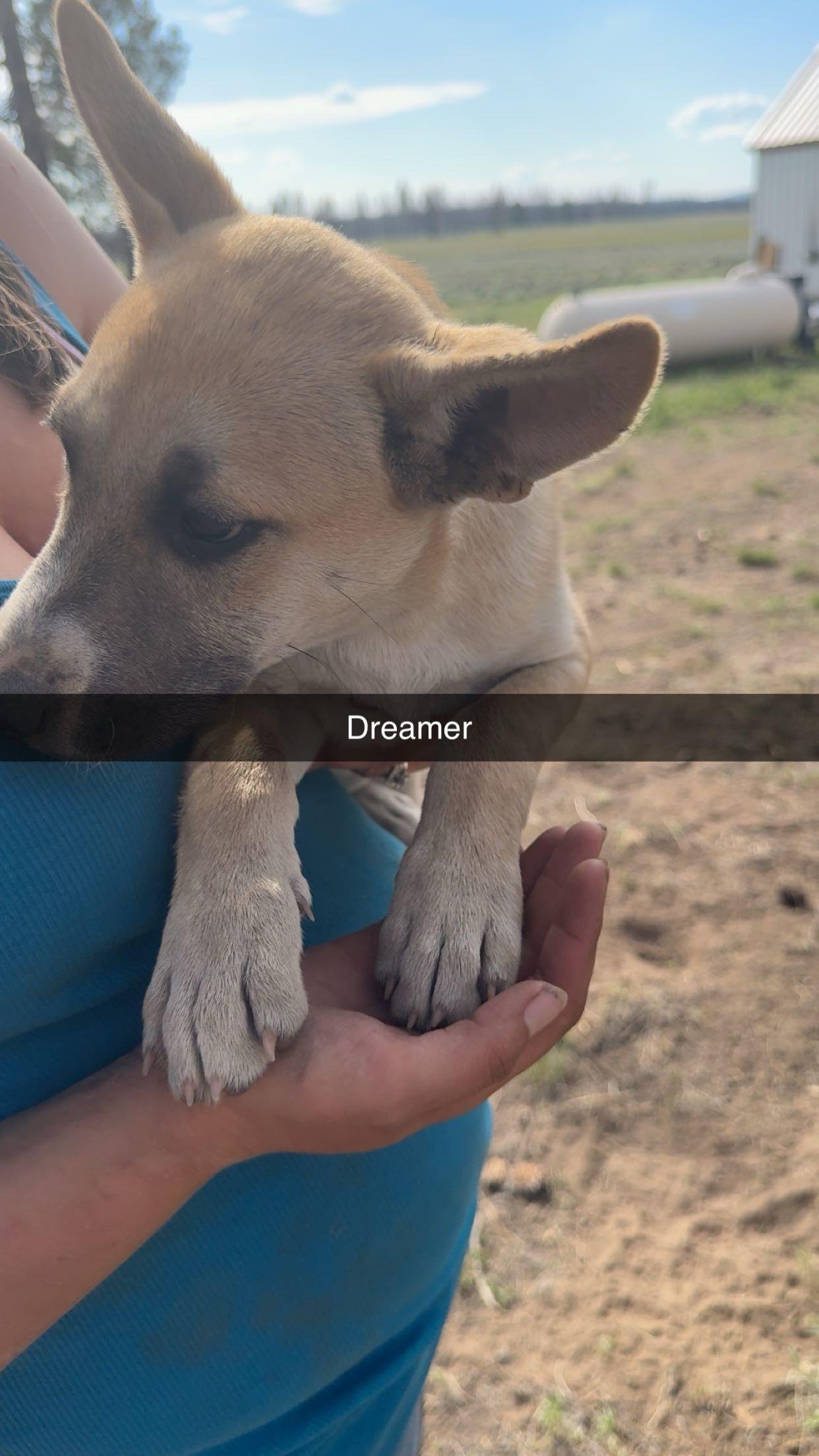 Dreamer