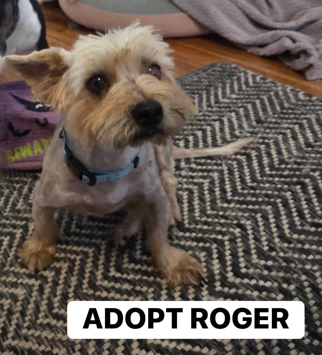 Roger, Adopted, Adult Male Yorkshire Terrier.