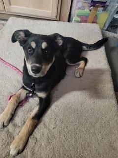 Emma, Adopted, Young Female German Shepherd Dog.