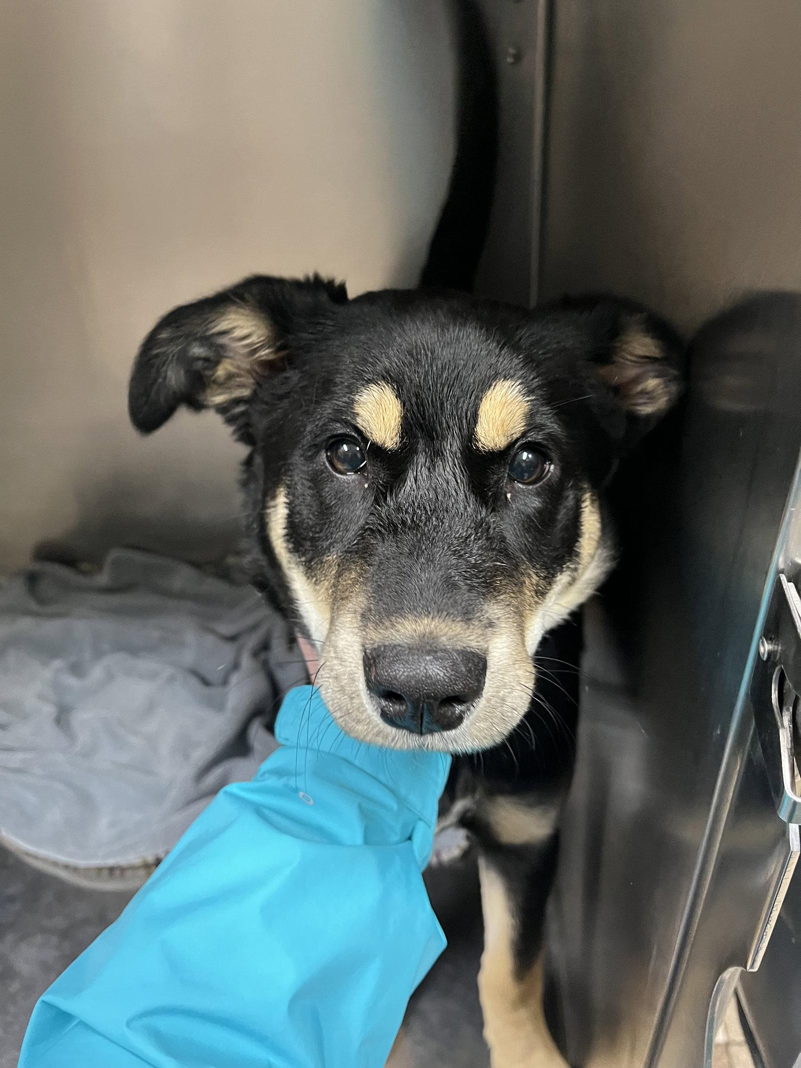 Enlarge Emma, a Adopted German Shepherd Dog in Polson, MT image 2/2