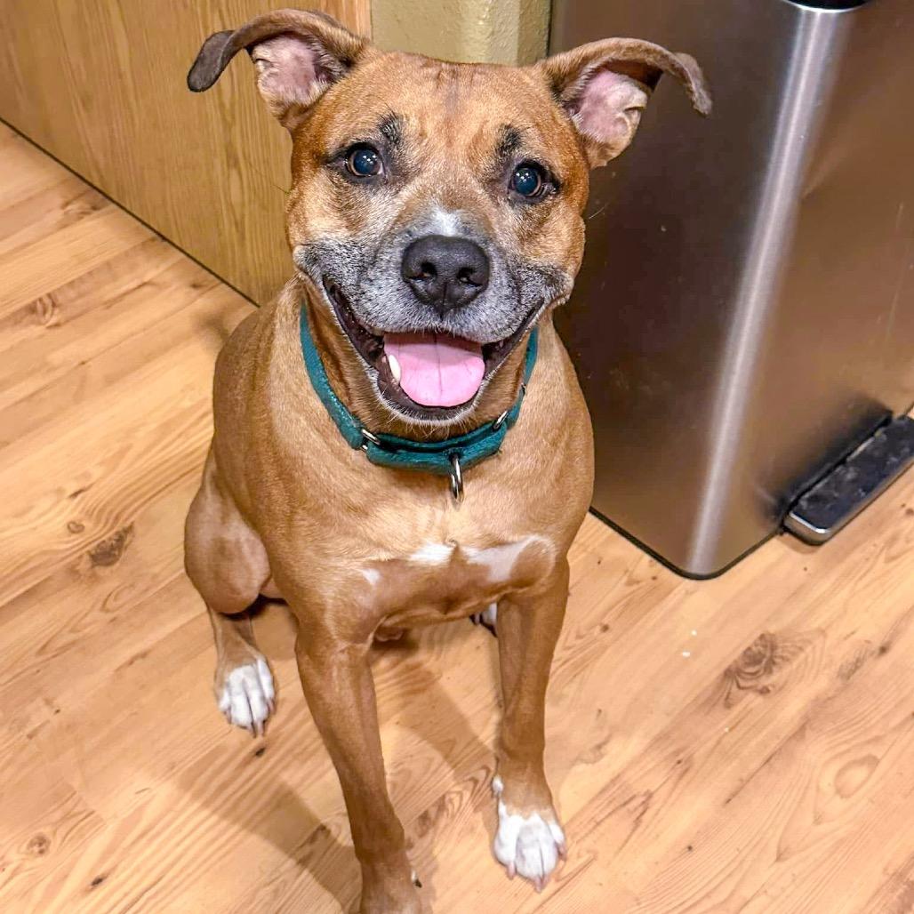 Loki, Adoptable, Senior Male Boxer & Mixed Breed.