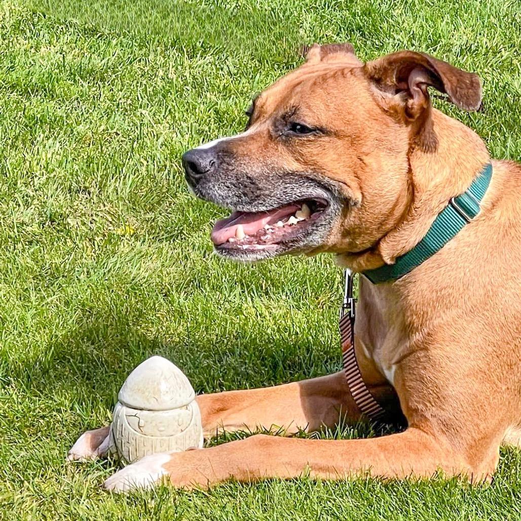 Enlarge Loki, a Adoptable mixed breed in McMinnville, OR image 2/6