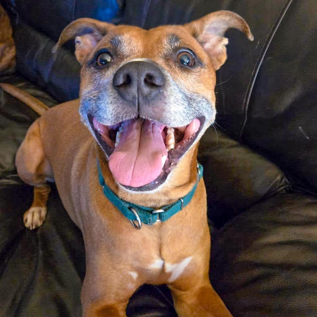 Enlarge Loki, a Adoptable mixed breed in McMinnville, OR image 3/6