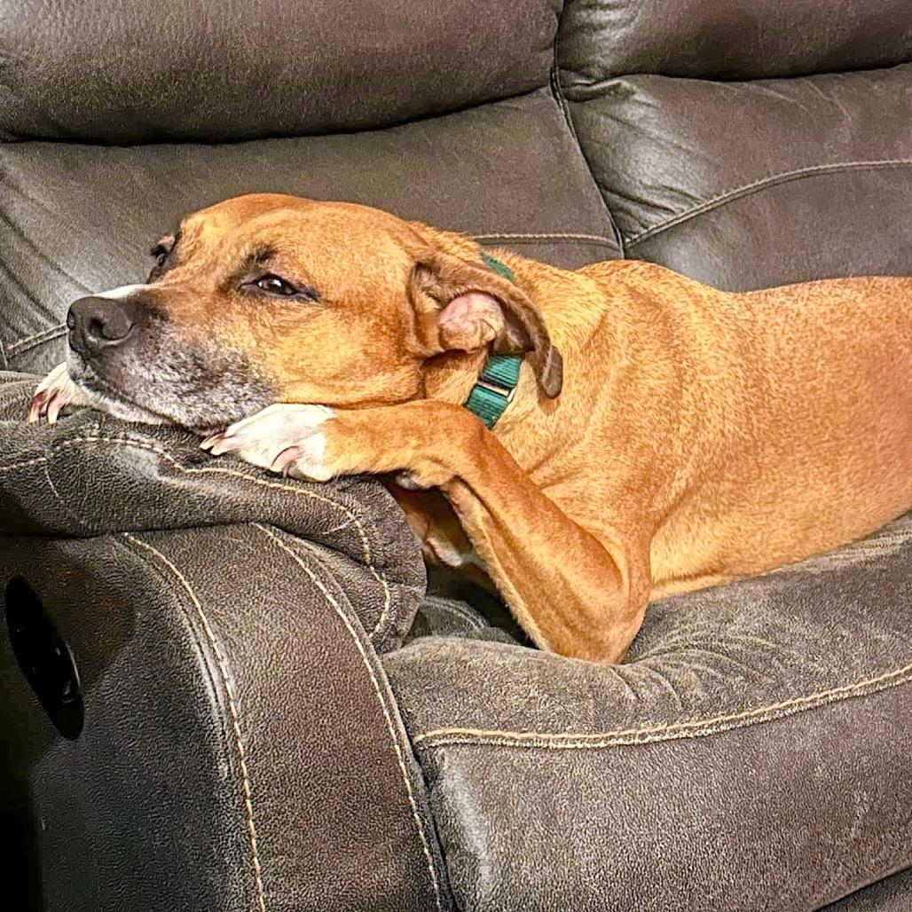 Enlarge Loki, a Adoptable mixed breed in McMinnville, OR image 4/6