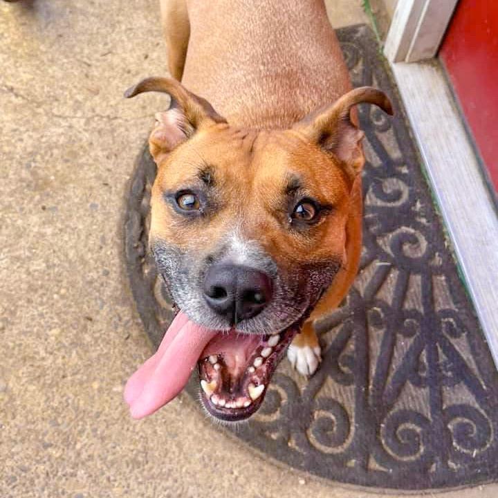 Enlarge Loki, a Adoptable mixed breed in McMinnville, OR image 5/6