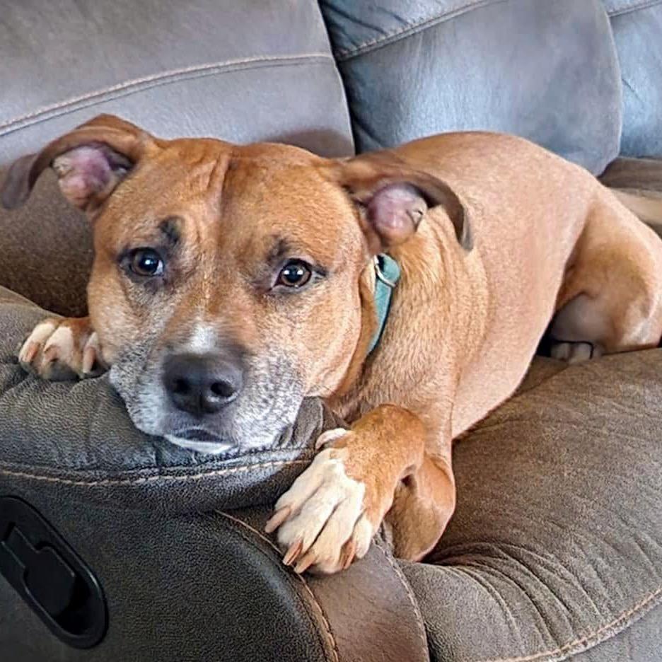 Enlarge Loki, a Adoptable mixed breed in McMinnville, OR image 6/6