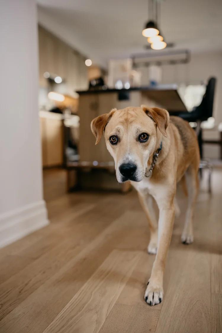 Enlarge NOW, a Adopted Mixed Breed in North York, ON image 3/6