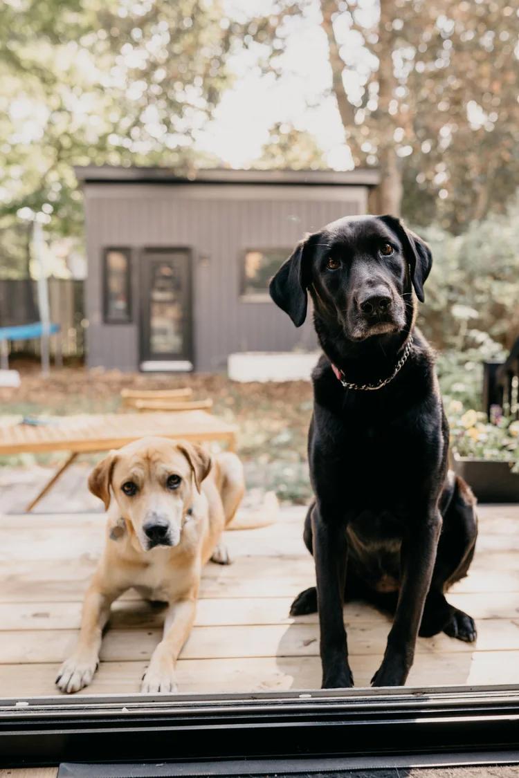 Enlarge NOW, a Adopted Mixed Breed in North York, ON image 6/6