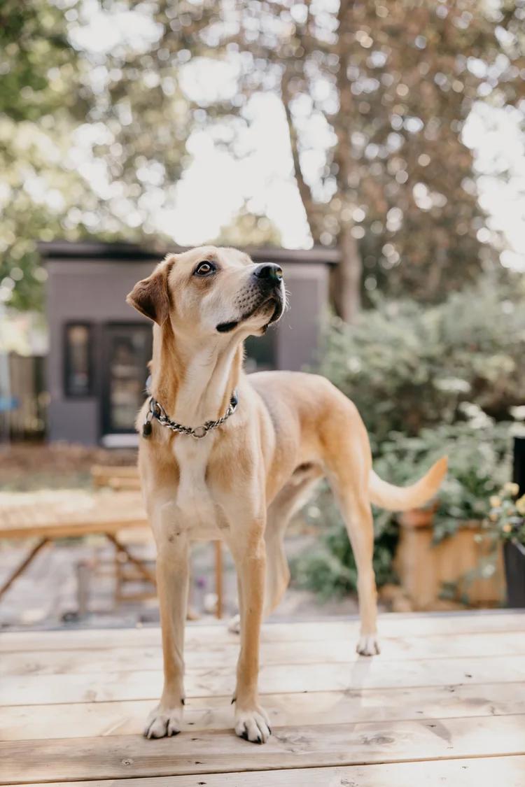 Enlarge NOW, a Adopted Mixed Breed in North York, ON image 2/6