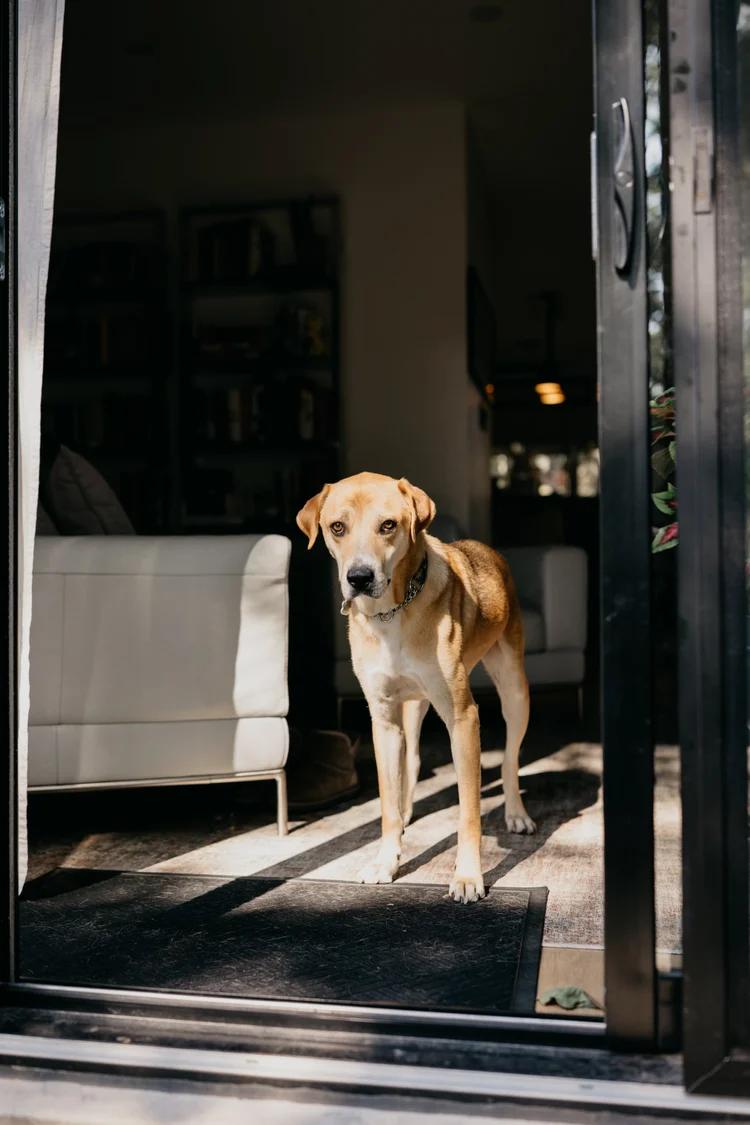 Enlarge NOW, a Adopted Mixed Breed in North York, ON image 4/6