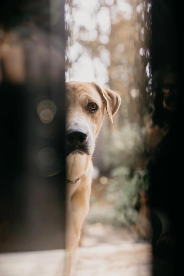 Enlarge NOW, a Adopted Mixed Breed in North York, ON image 5/6