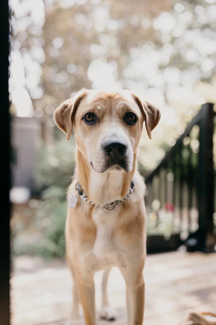 Enlarge NOW, a Adopted Mixed Breed in North York, ON image 1/6