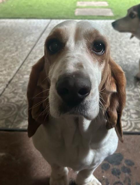 Luna (Oakdale), a Adoptable Basset Hound in Petaluma, CA image 1/3