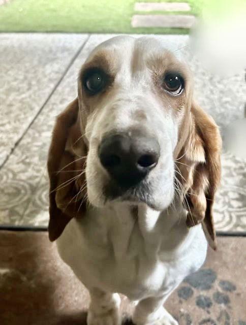 Enlarge Luna (Oakdale), a Adoptable Basset Hound in Petaluma, CA image 1/3