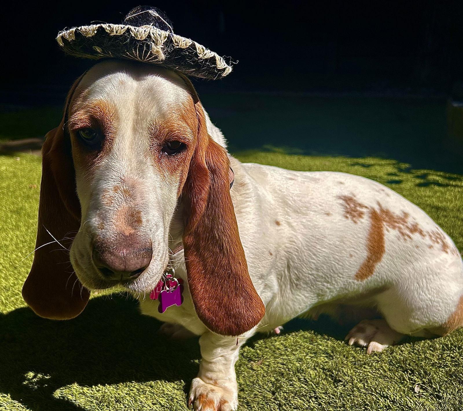 Enlarge Luna (Oakdale), a Adoptable Basset Hound in Petaluma, CA image 2/3