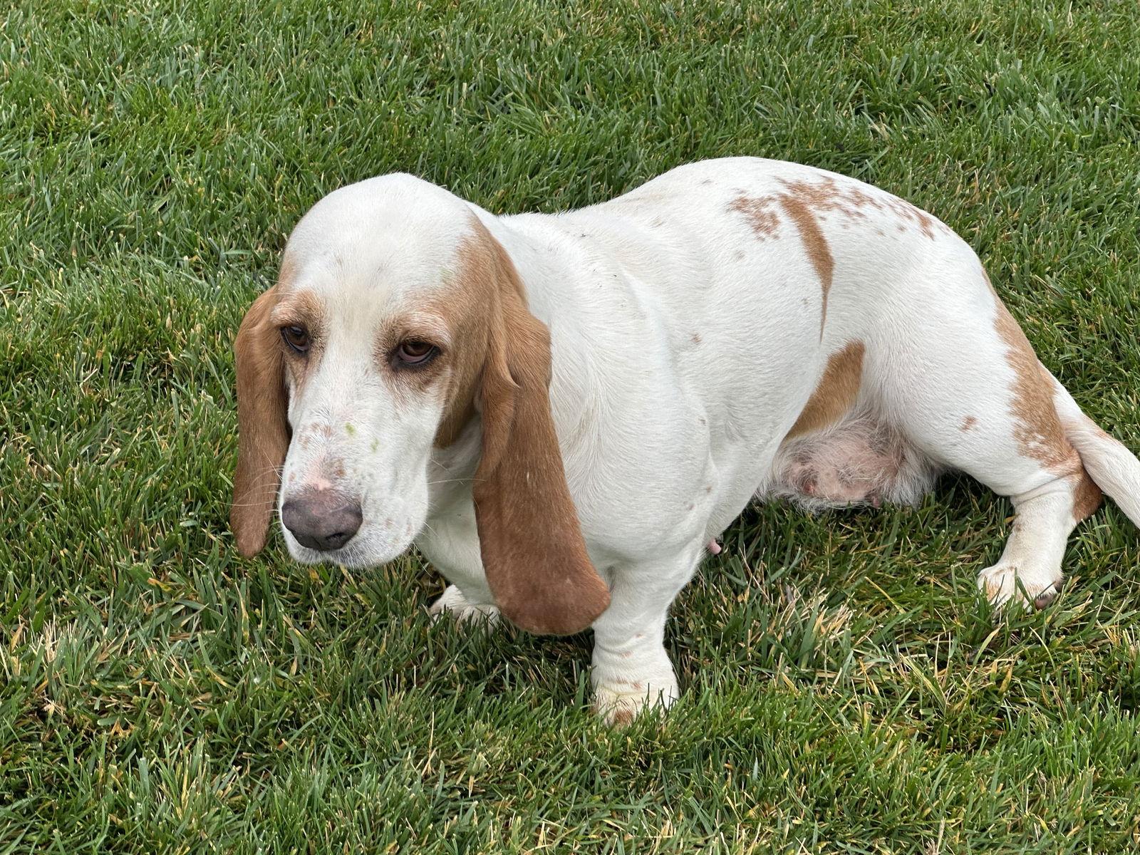 Luna (Oakdale), a Adoptable Basset Hound in Petaluma, CA image 2/3