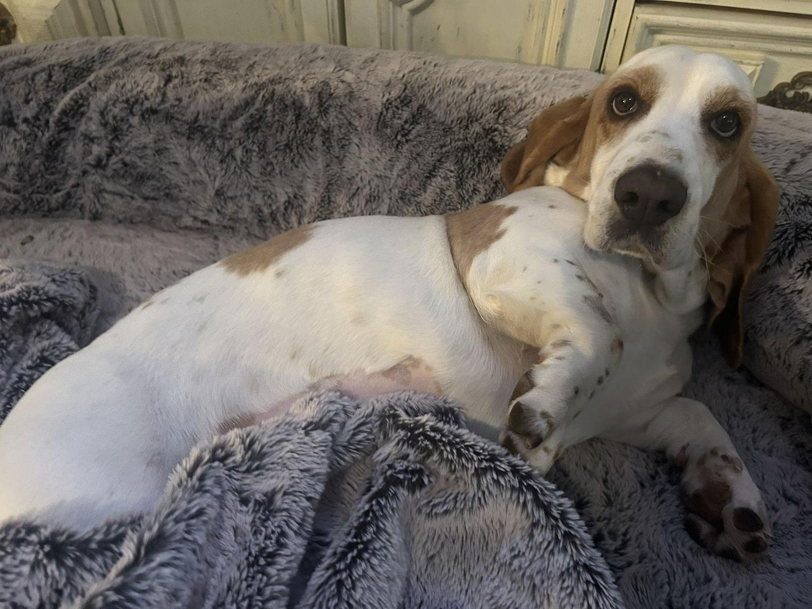 Luna (Oakdale), a Adoptable Basset Hound in Petaluma, CA image 3/3