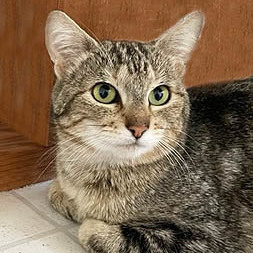 Alissa, a Adoptable Abyssinian image 1/2