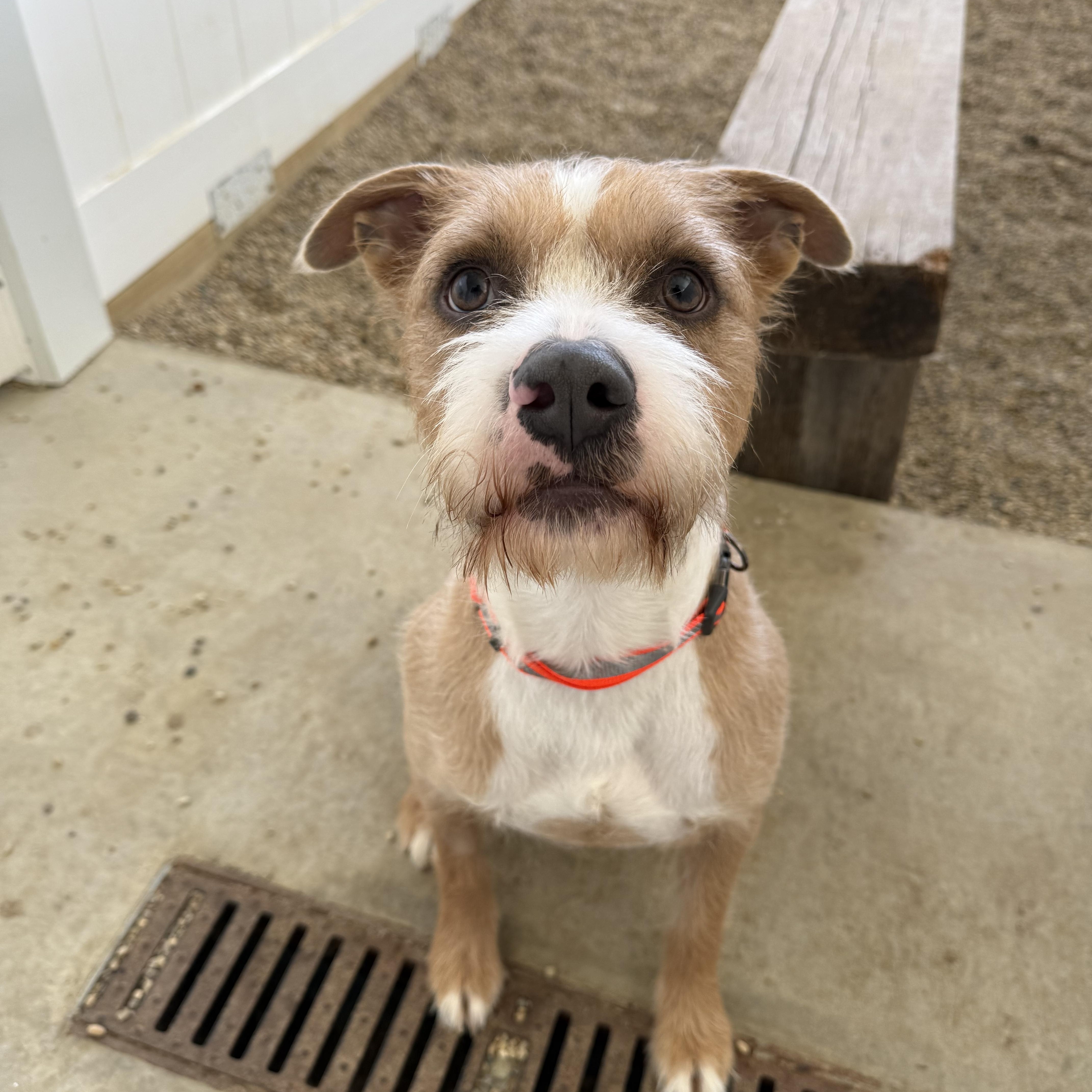 Cooper, Adopted, Adult Male Fox Terrier.
