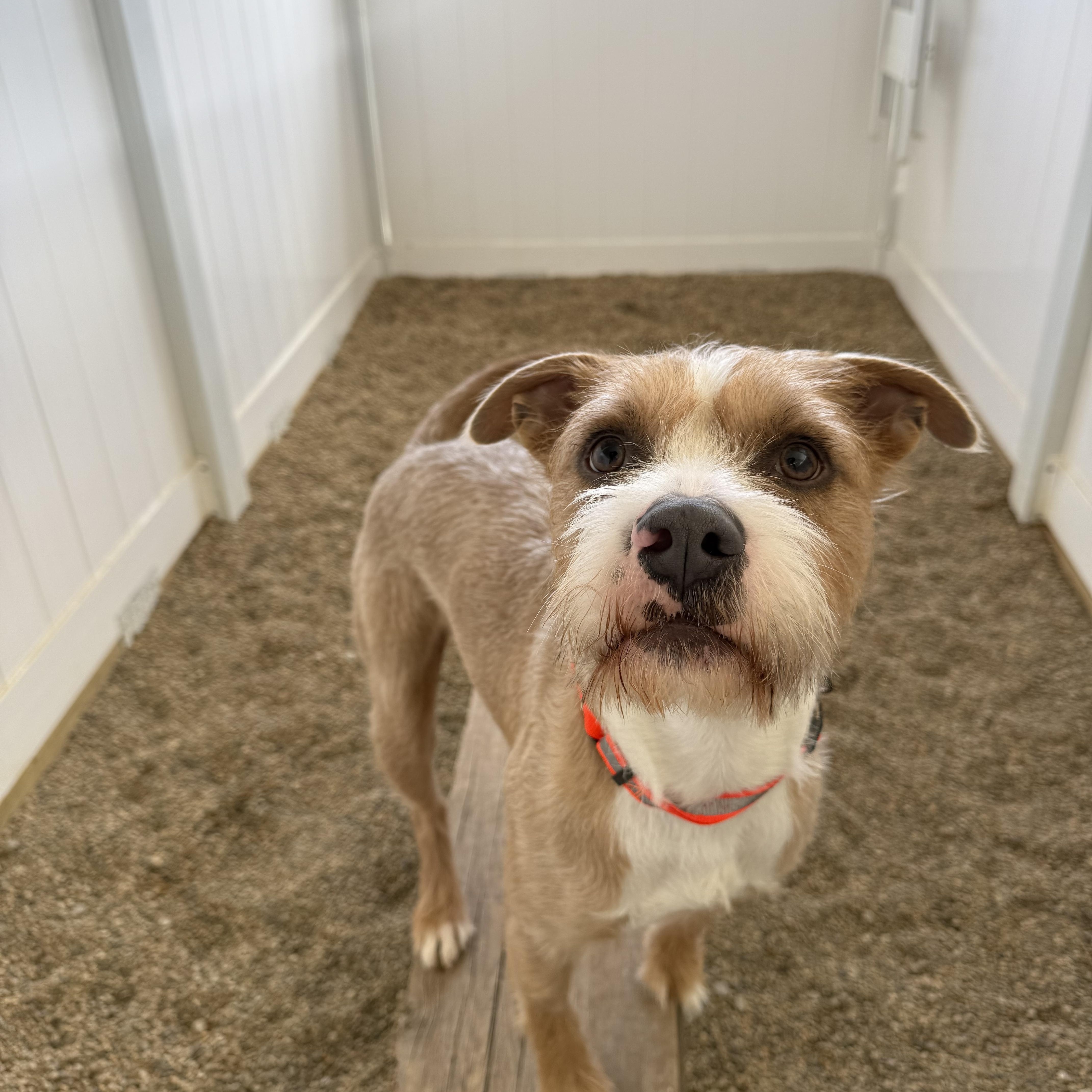 Enlarge Cooper, a Adopted mixed breed in Lincoln, IL image 3/3