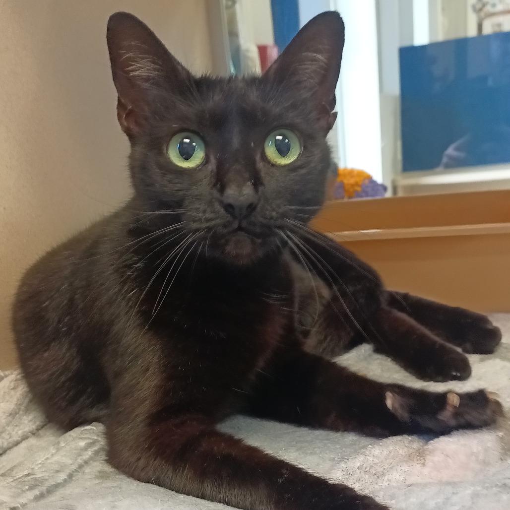 Enlarge Christy Moore, a Adoptable Domestic Short Hair in Galveston, TX image 1/4