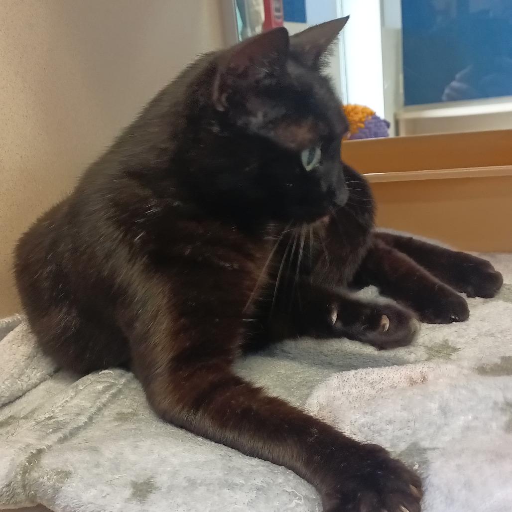 Enlarge Christy Moore, a Adoptable Domestic Short Hair in Galveston, TX image 2/4