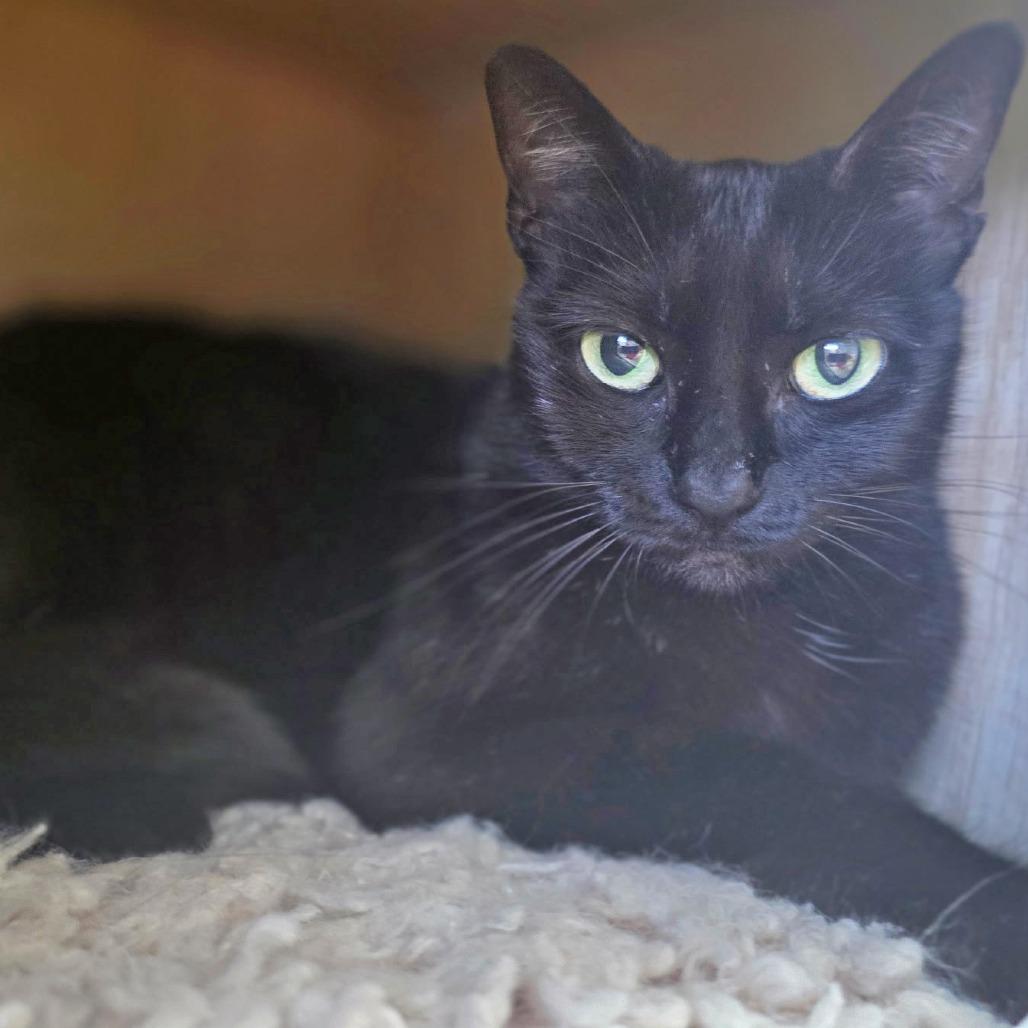 Enlarge Christy Moore, a Adoptable Domestic Short Hair in Galveston, TX image 3/4