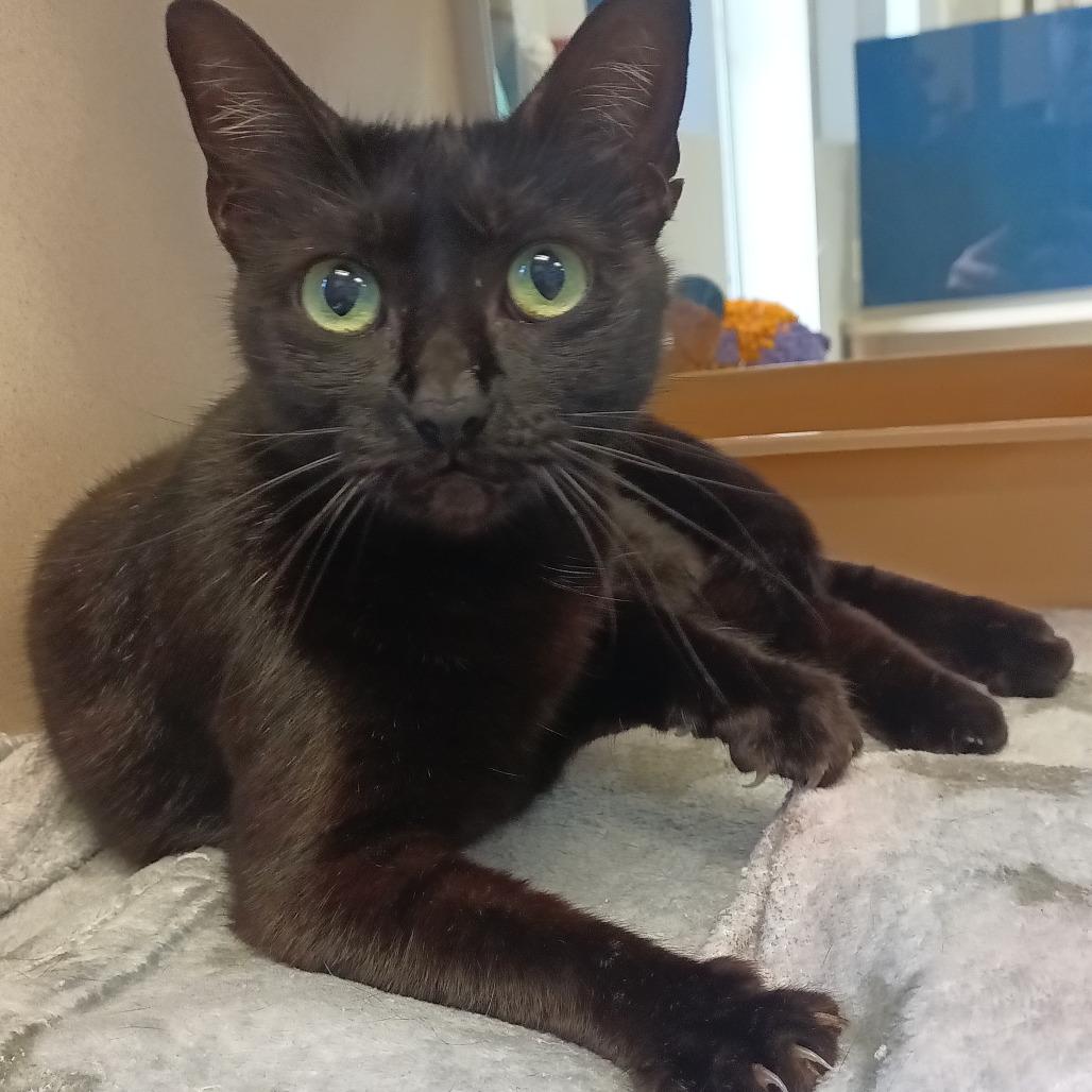 Enlarge Christy Moore, a Adoptable Domestic Short Hair in Galveston, TX image 4/4